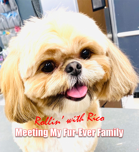 Rollin with Rico Meeting My Fur-Ever Family book cover